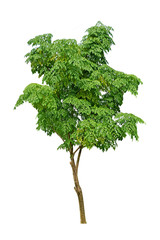 isolated neem tree on a white background (Die cutting)