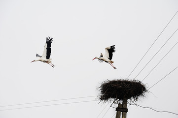 Two storks fly out of the nest