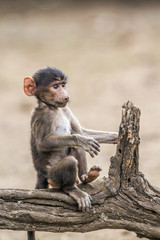Chacma baboon in Kruger National park, South Africa