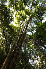 Fototapeta premium Palm oil tree