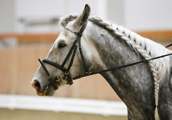 Head of a dressage horse in action