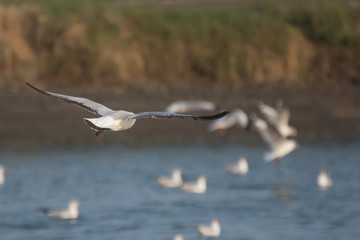 Seagull flying on soft background