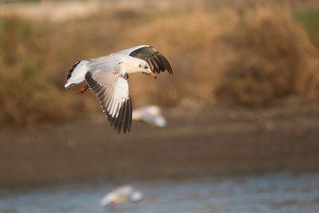 Seagull flying on soft background