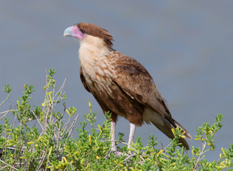 Crested Caracara