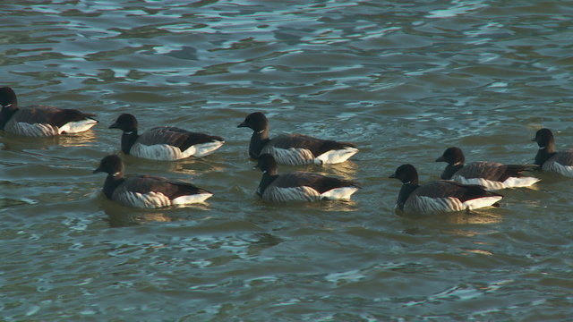 Brant (Branta bernicla) on the Hudson River 1