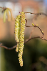 Contorted Hazelnut, filbert tree