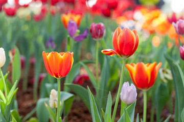 Fototapeta premium Tulips, orange and red tulips planted in the garden decorations.
