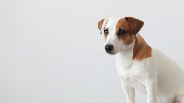 Dog. Jack Russel Terrier