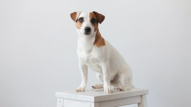 Dog. Jack Russel Terrier