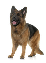 adult german shepherd