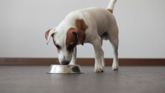 Dog eating food from bowl