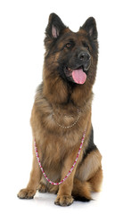 adult german shepherd