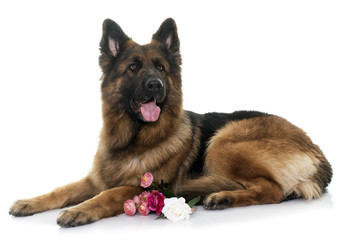 adult german shepherd