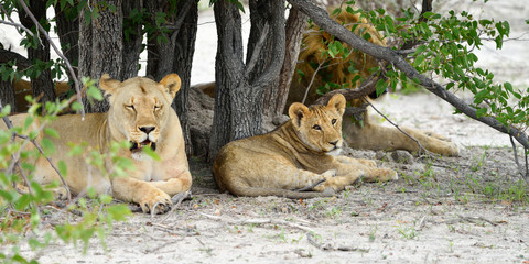 Lions pride, Namibia