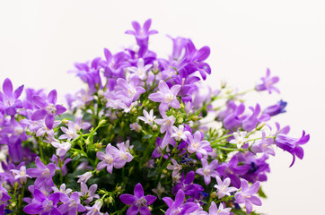 Fototapeta premium Campanula Addenda or bellflowers on white