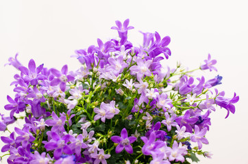 Obraz premium Campanula Addenda or bellflowers on white
