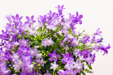 Obraz premium Campanula Addenda or bellflowers on white