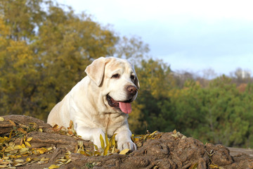 the nice yellow labrador in the park in autumn