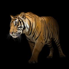 Plakat Siberian tiger