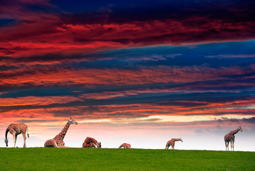 Fototapeta na wymiar giraffes resting in the sunset