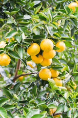 fresh orange on plant, orange tree, in wakayama ,Japan