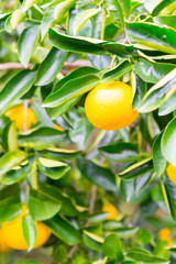 fresh orange on plant, orange tree, in wakayama ,Japan