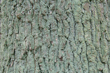 dark cracked tree bark covered