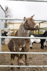 Fototapeta premium goat resting on a metal gate