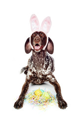 a cute dog wearing bunny ears for Easter