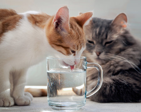 Kitten drinking water from a glass. Muzzle kitten large. Kitten lapping water pink tongue. The water is clean, clear