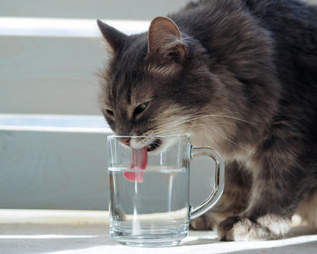 The cat drinks water from a glass. Cat large, gray. Cat lapping water pink tongue. The water is clean, clear