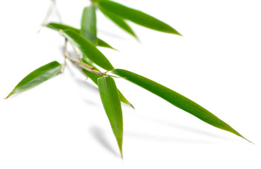 Bamboo leaves, isolated on white background. Fresh, green bamboo-leaves, zen-like. Single object with clipping path.