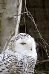 chouette harfang 15032016