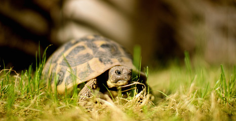 Turtle in grass