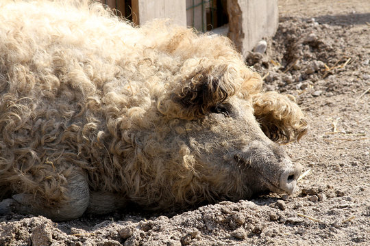 Laineux Images Browse 523 Stock Photos, Vectors, and Video Adobe Stock