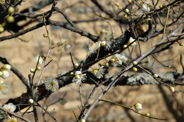Japanese white plum Ume blossoms