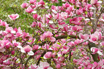 Pink magnolia blossom