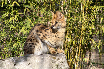 serval 15032016