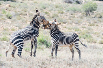 Obraz na płótnie Canvas Two mountain zebra stallions fighting
