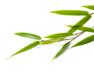 Naklejka premium Bamboo leaves, isolated on white background. Fresh, green bamboo-leaves, zen-like. Single object with clipping path.