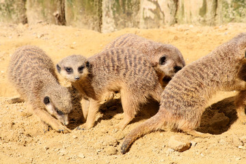 suricate 15032016