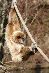 Naklejka premium gibbon 15032016