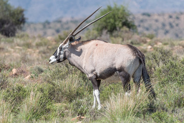 Oryx in the Mountain Zebra National Park