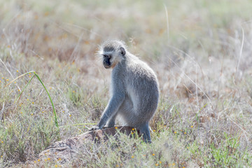 Vervet monkey in the Mountain Zebra National Park