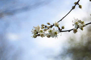 White Spring Flowers on Blur Background
