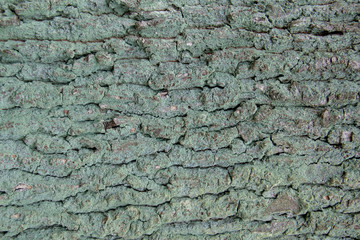 dark cracked tree bark covered