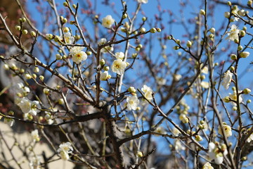 Japanese white plum Ume blossoms