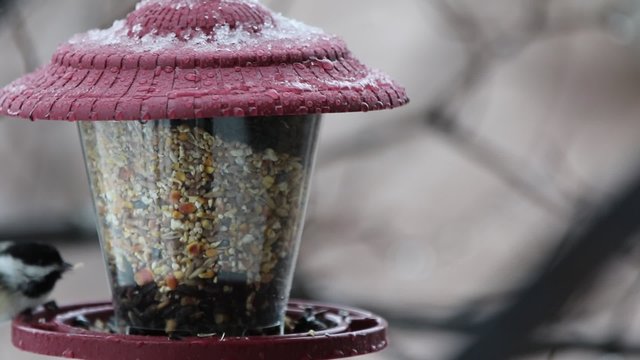 M&eacute;sange &agrave; t&ecirc;te noire