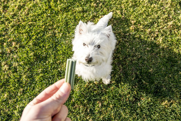 Perro esperando recompensa
