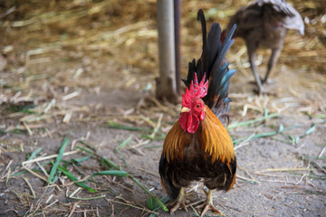 Chicken in cattle fair with dry grass